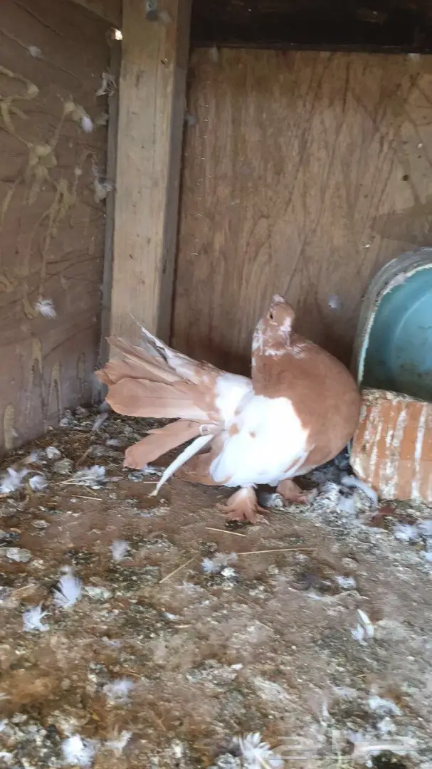 حمام رقاص  (image 2)