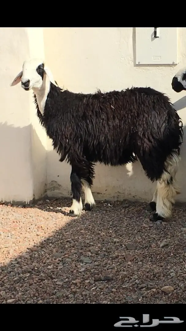 رخل للبيع  (image 1)