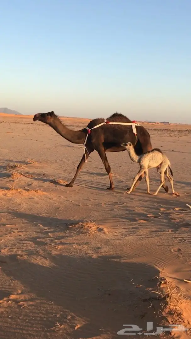 للبيع خلفه مجهم هديه 