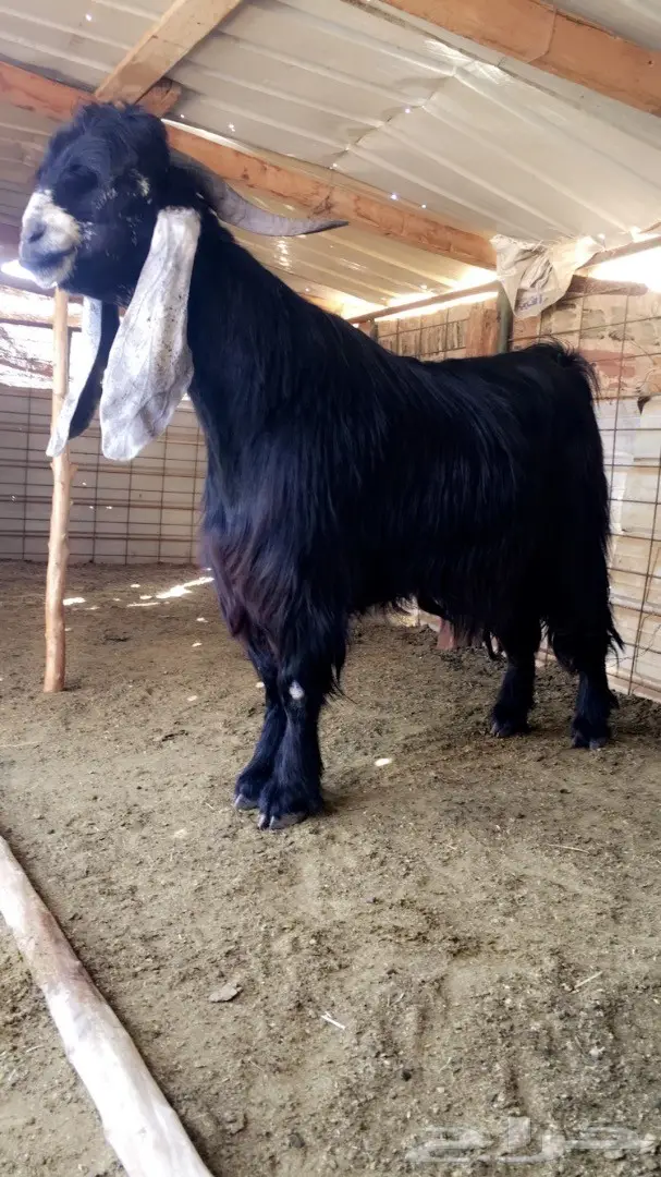 فحل عارضي صنف لاهل العوارض