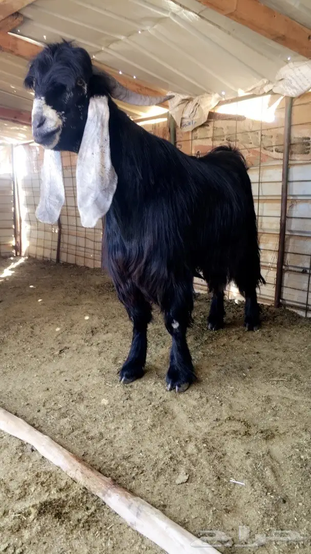 فحل عارضي صنف لاهل العوارض (image 1)