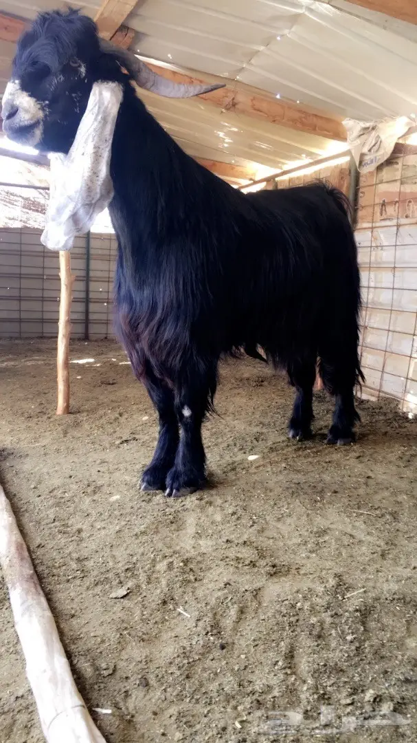 فحل عارضي صنف لاهل العوارض (image 3)