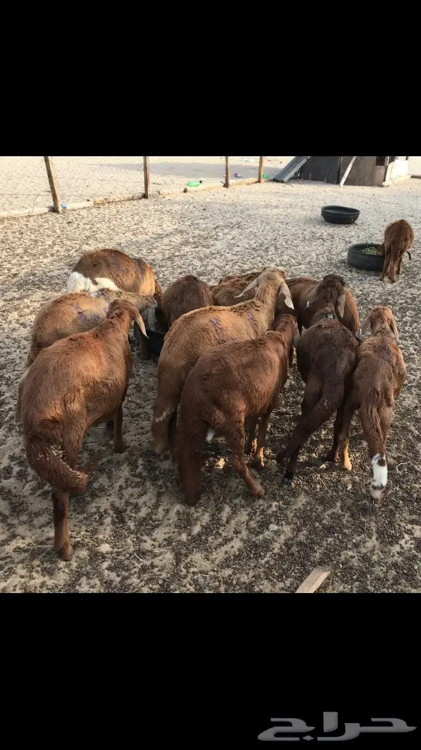 ذبايح حري وسواكني مع التوصيل (image 3)