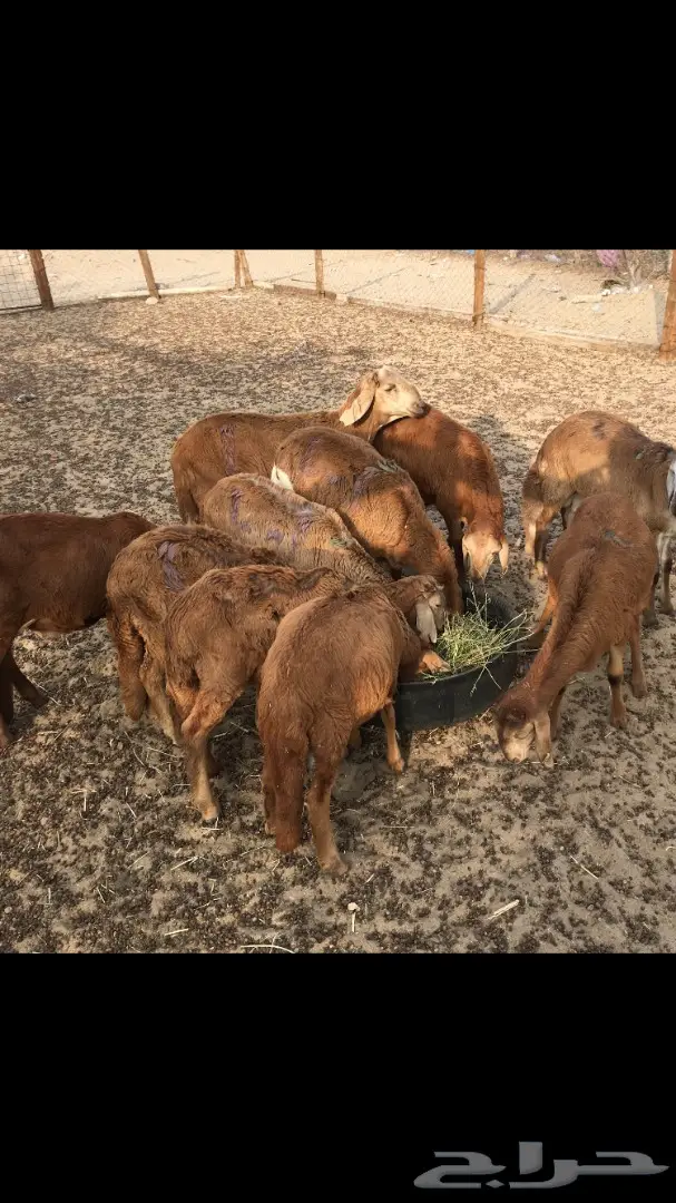 ذبايح حري وسواكني مع التوصيل (image 4)