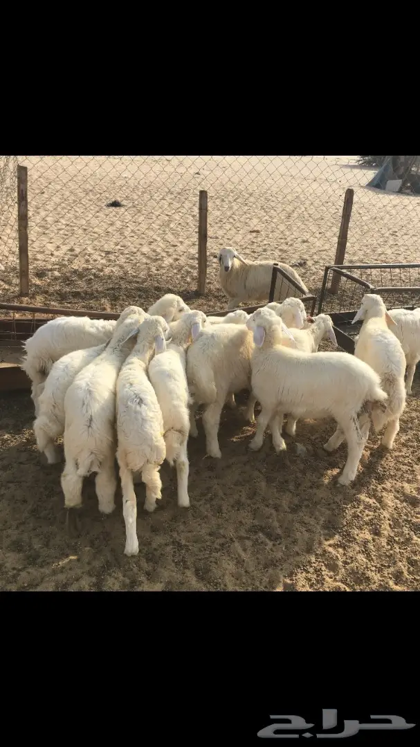 ذبايح حري وسواكني مع التوصيل (image 7)