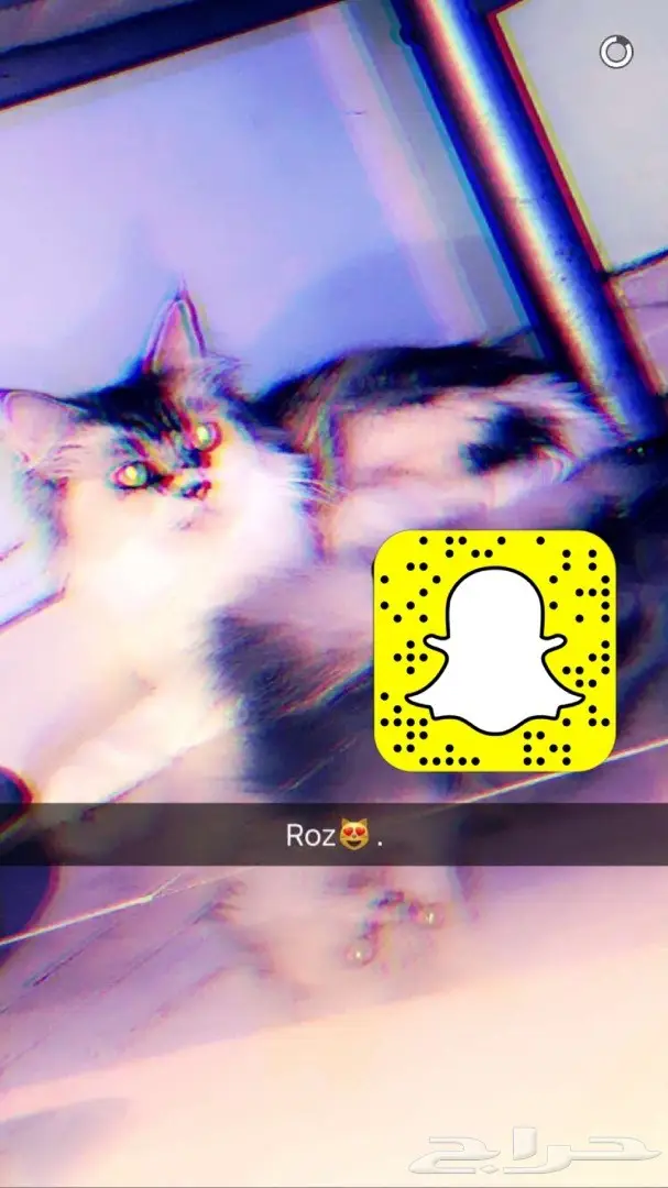 قط شيرازي للبيع