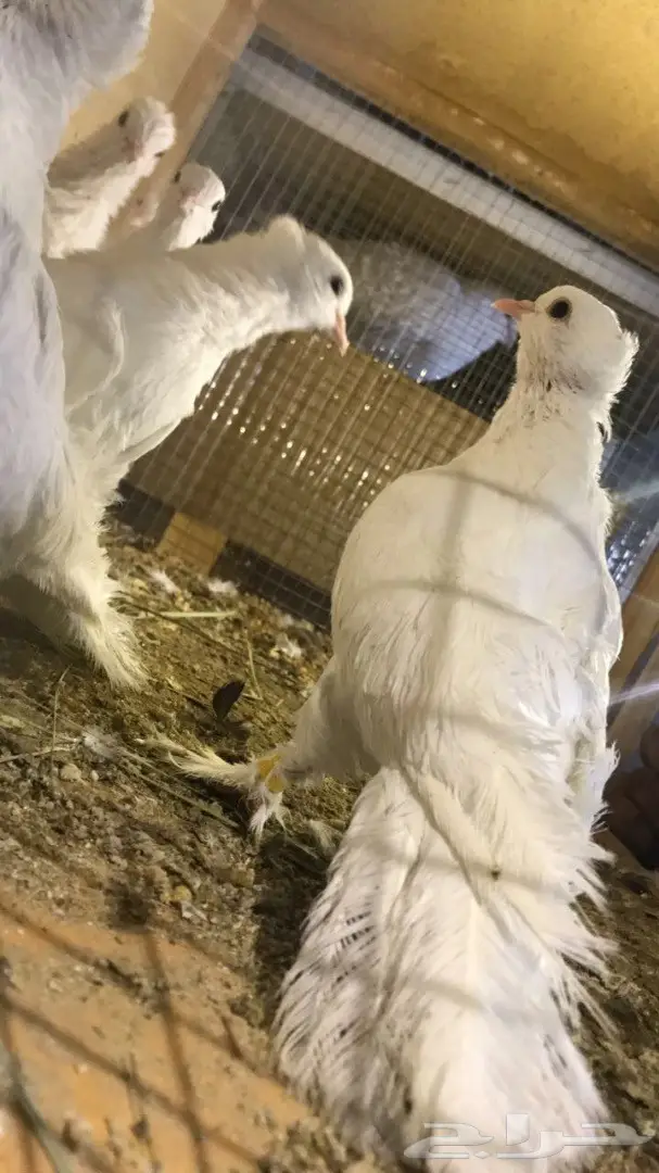 حمام صنعاوي سلك للبيع  (image 3)