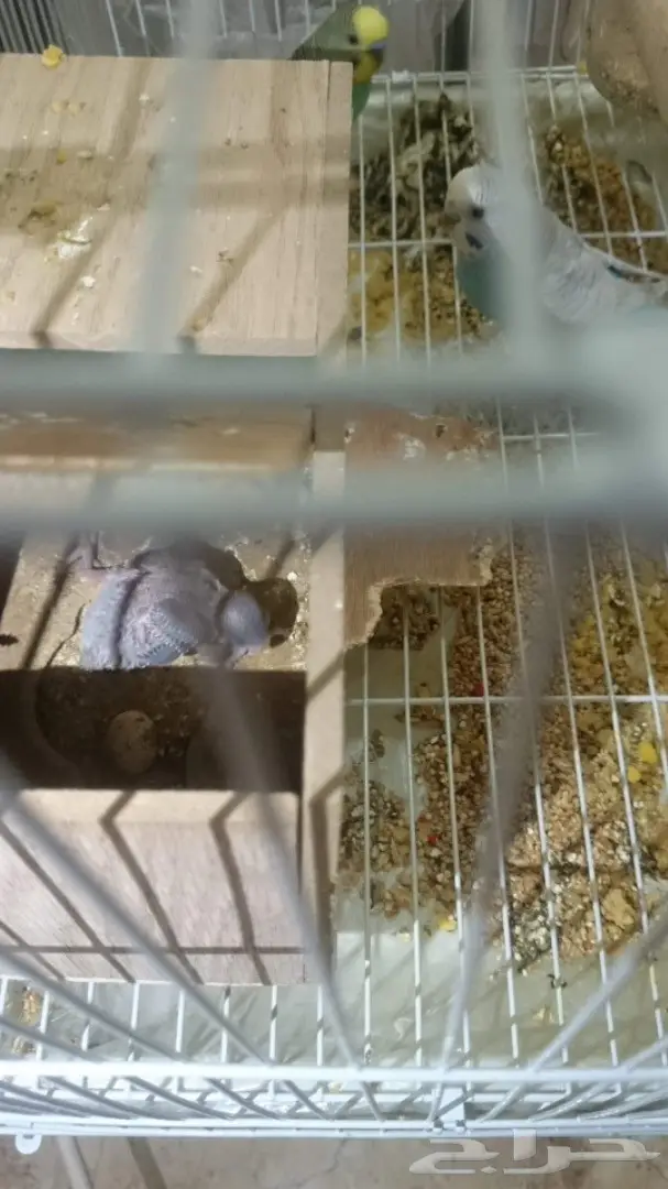 جوز بادجي منتج معه فرخ  (image 1)