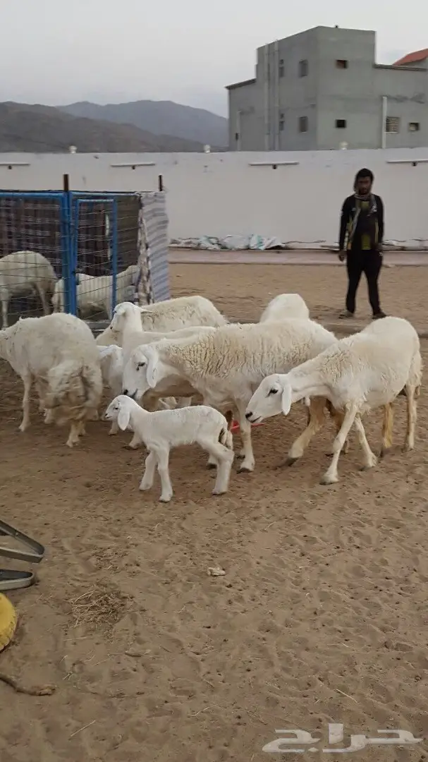 ضان صنف الصنف متابيع ودفيع فرصه للقناي