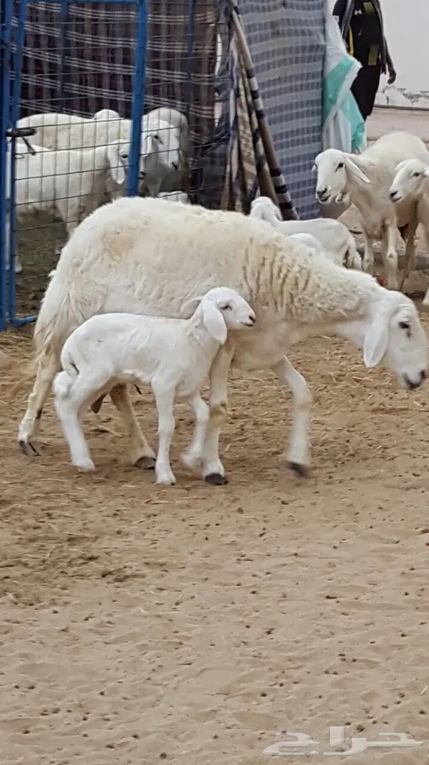 ضان صنف الصنف متابيع ودفيع فرصه للقناي (image 2)