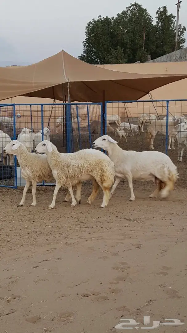 ضان صنف الصنف متابيع ودفيع فرصه للقناي (image 5)