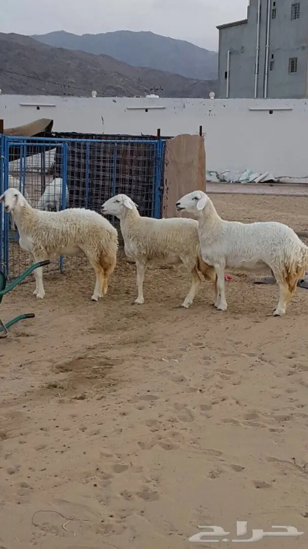 ضان صنف الصنف متابيع ودفيع فرصه للقناي (image 7)