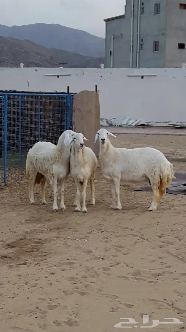 ضان صنف الصنف متابيع ودفيع فرصه للقناي (image 8)