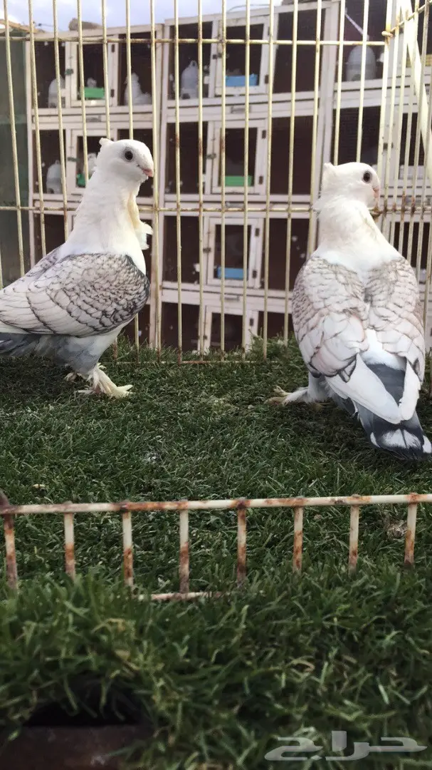 ((جوز روماني((مفصص))