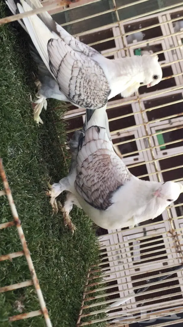 ((جوز روماني((مفصص)) (image 3)