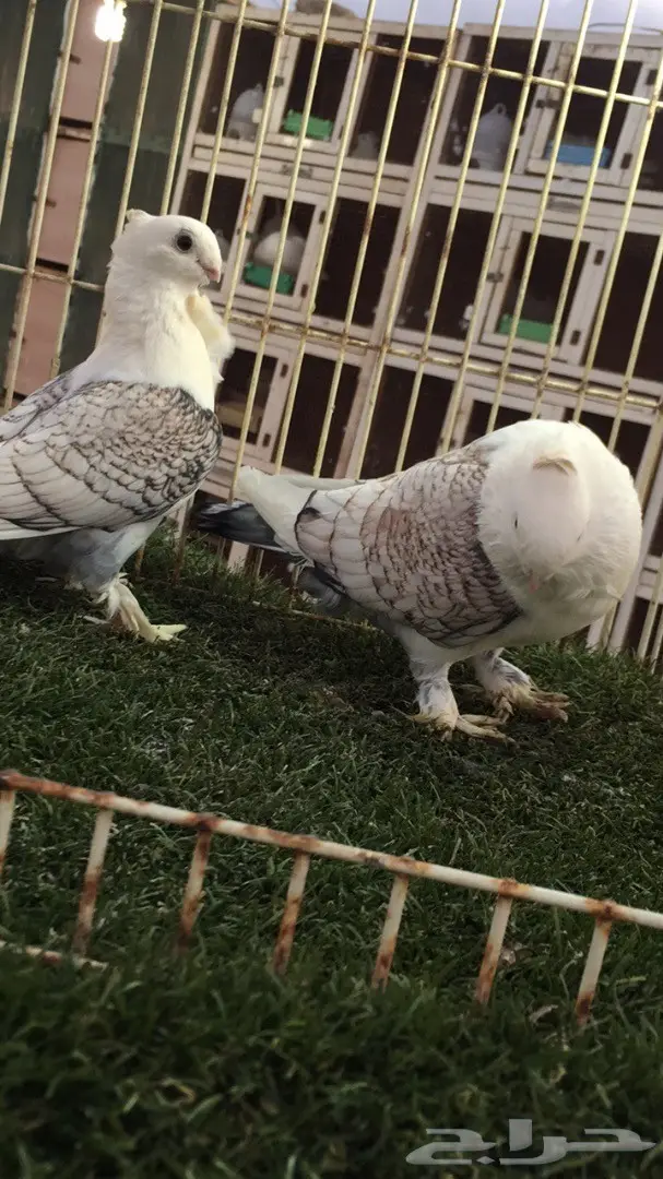 ((جوز روماني((مفصص)) (image 4)