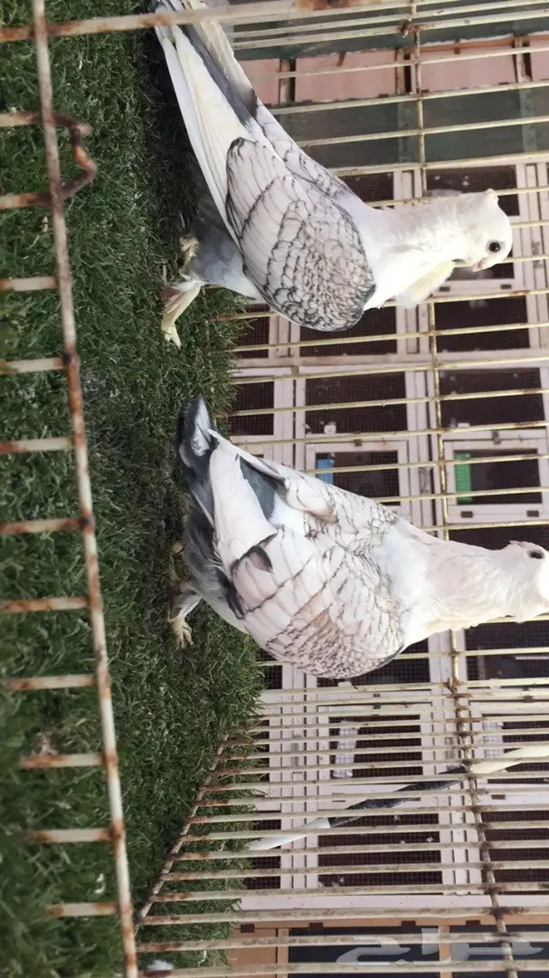 ((جوز روماني((مفصص)) (image 5)