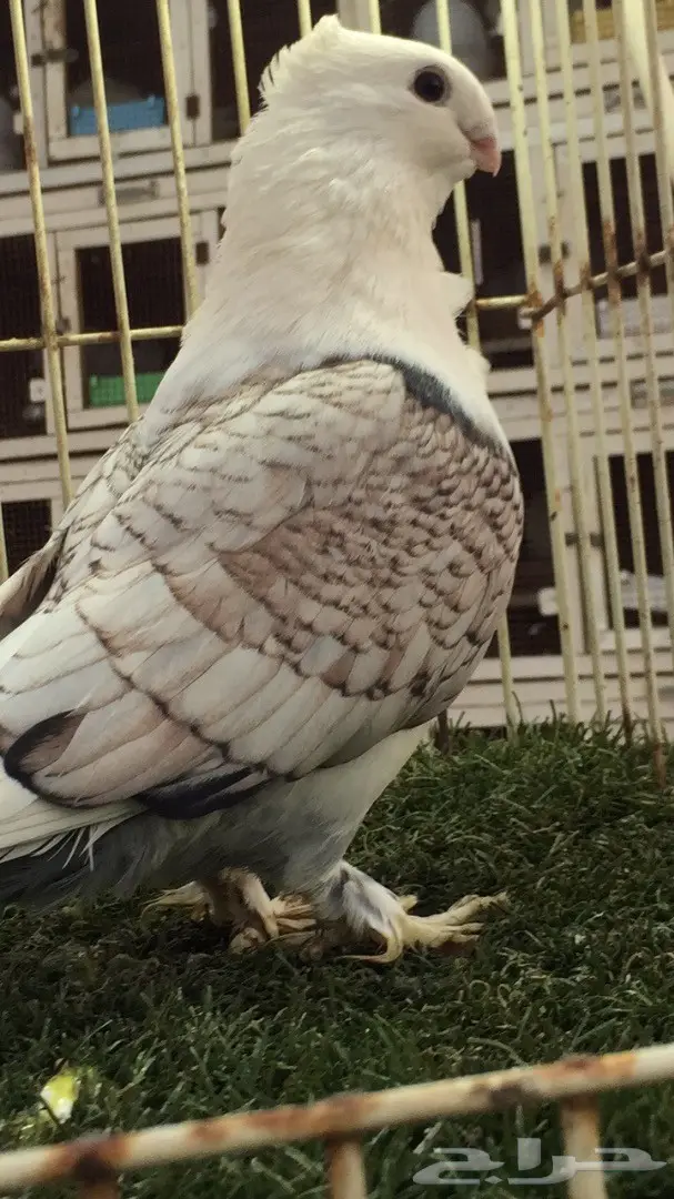 ((جوز روماني((مفصص)) (image 6)