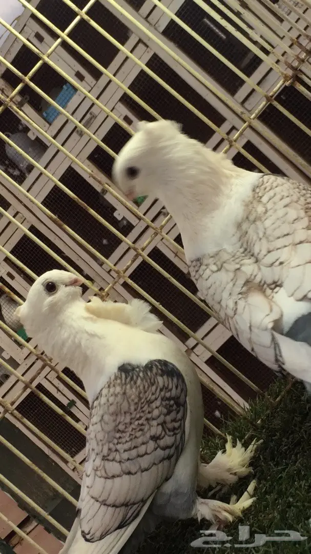 ((جوز روماني((مفصص)) (image 7)