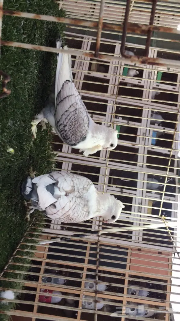 ((جوز روماني((مفصص)) (image 8)