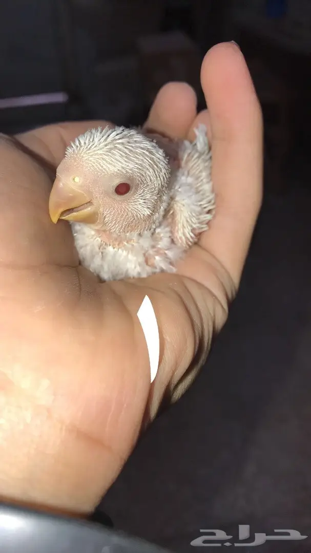 فروخ روز غر 