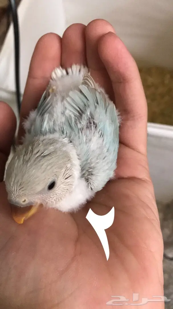 فروخ روز غر  (image 1)