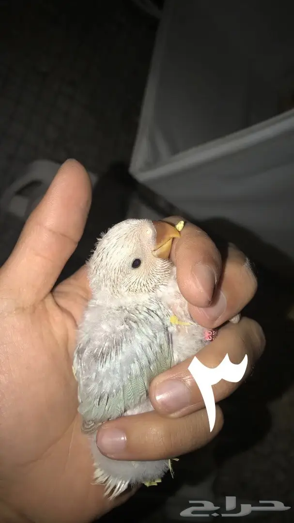 فروخ روز غر  (image 2)