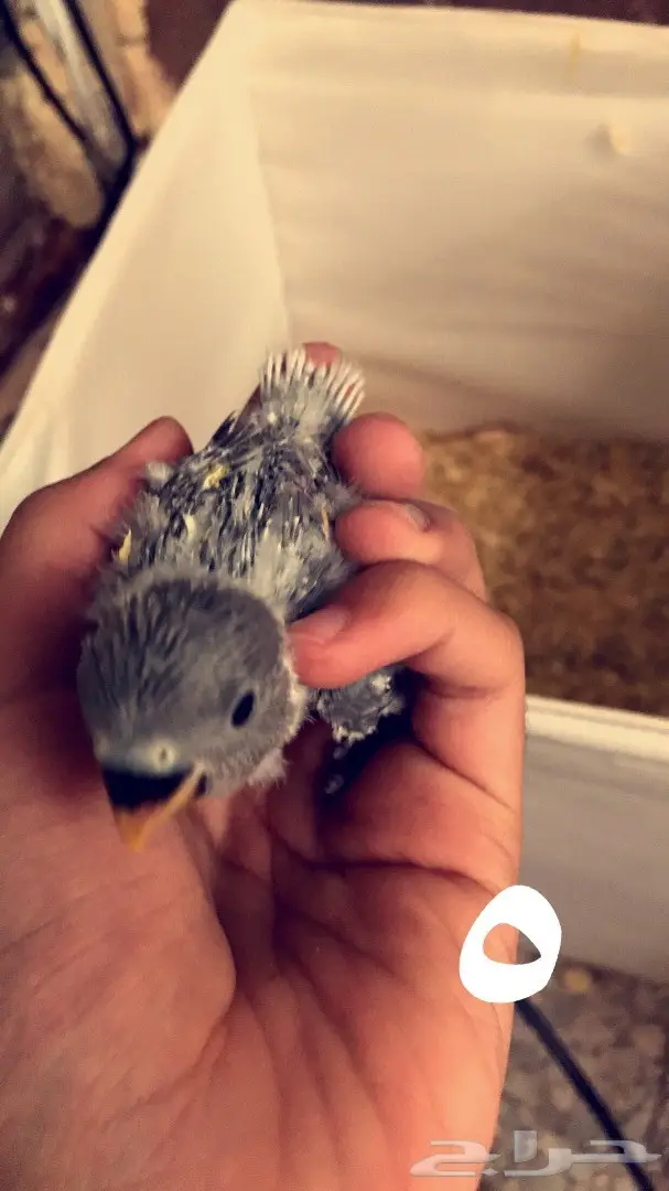 فروخ روز غر  (image 3)