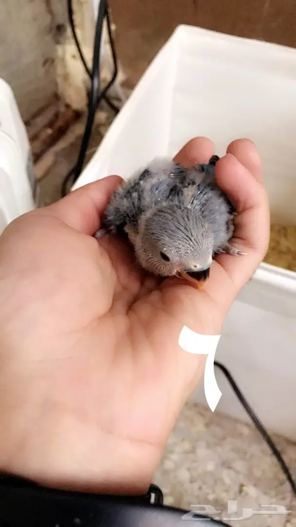 فروخ روز غر  (image 4)