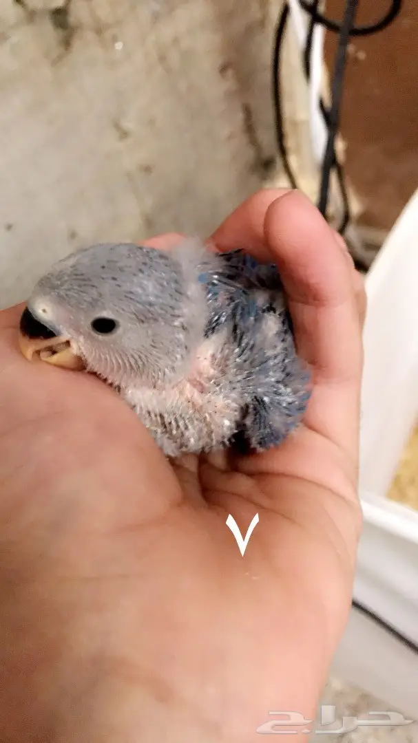 فروخ روز غر  (image 5)