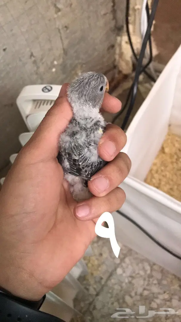 فروخ روز غر  (image 6)