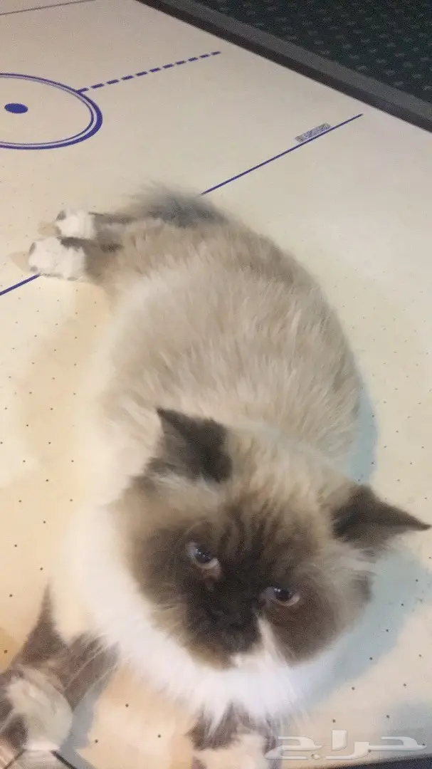 همالايا بيور حامل للبيع بسعر 800 ريال (image 1)