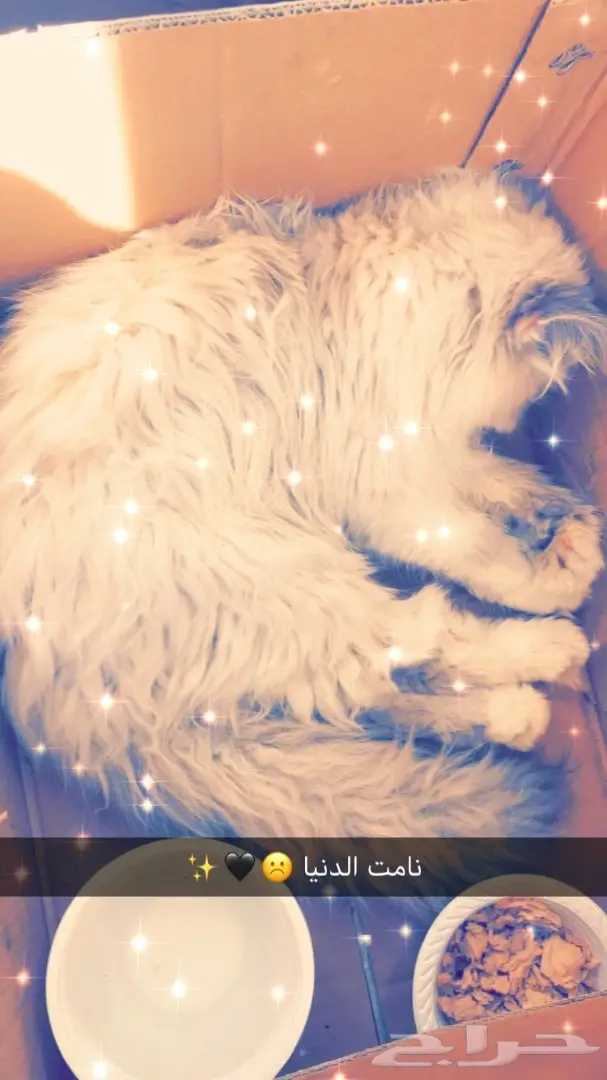 قطه شيرازي اليفه للبيع