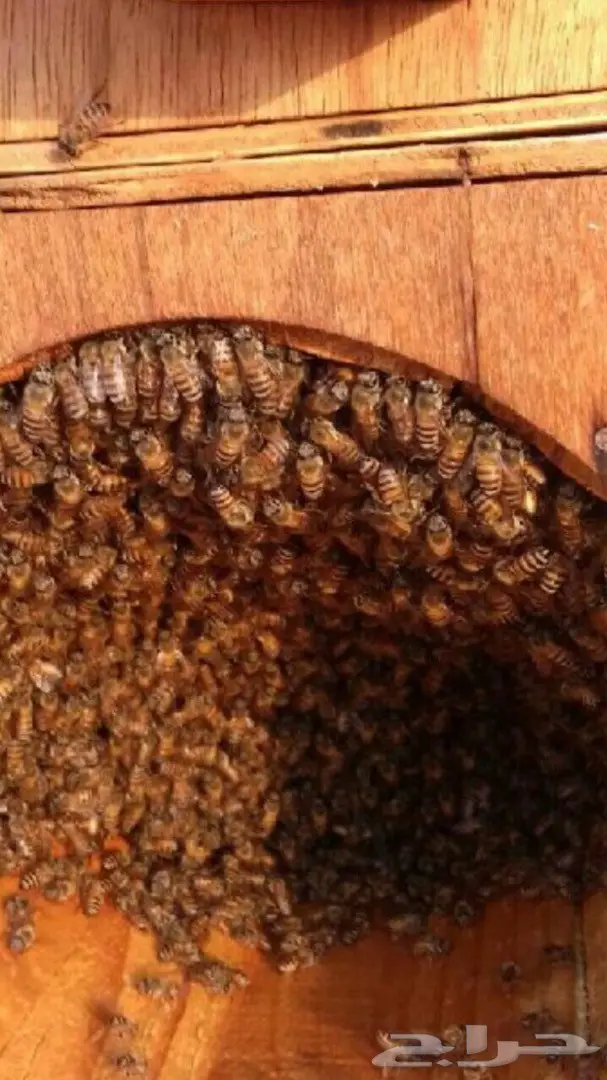 عسل السدر وعسل الطلح الصافي وشمع (image 4)