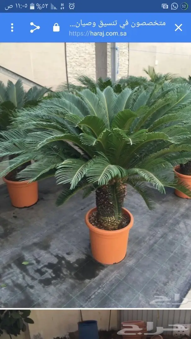 شتلات زراعية ونباتات زينة ونجيلة طبيعية للبيع (image 1)