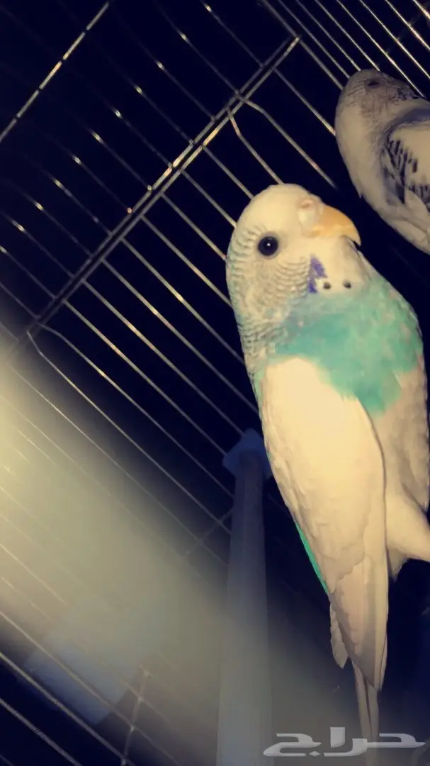 طيور كناري للبيع 