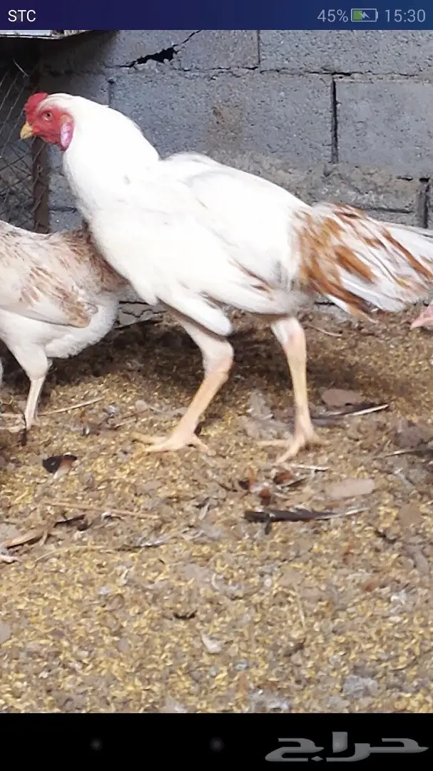 دجاج باكستاني 