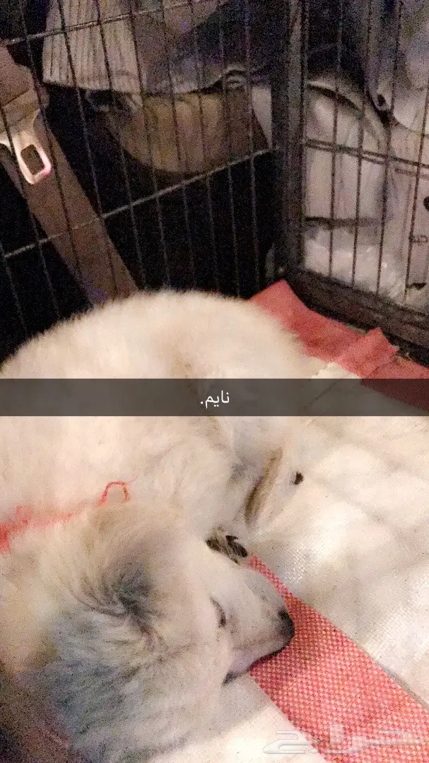 جرو بلجيكي ناصع الابيض - فرصة لا تُفوّت! (image 2)