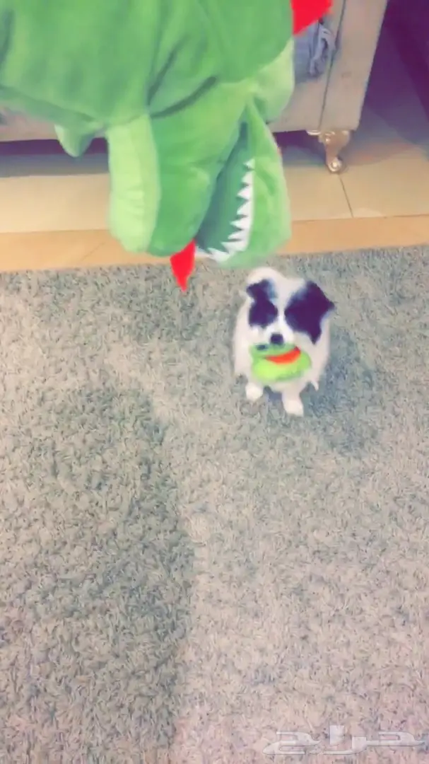 كلب شهرين ذكر 