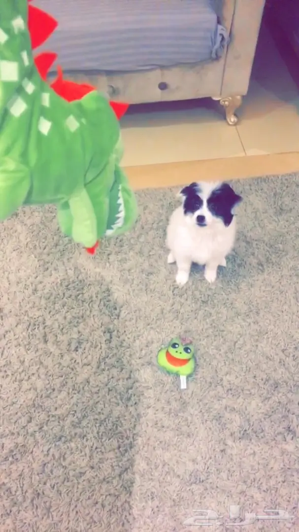 كلب شهرين ذكر  (image 1)