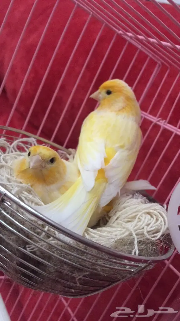 ذكر كناري جزري 