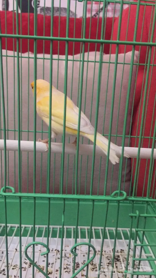 ذكر كناري جزري  (image 1)