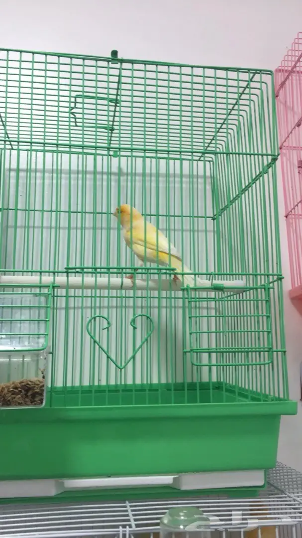 ذكر كناري جزري  (image 2)