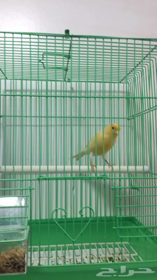 ذكر كناري جزري  (image 3)