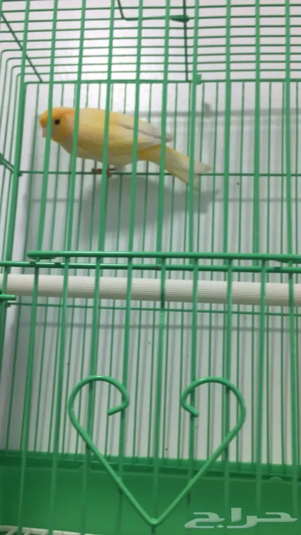 ذكر كناري جزري  (image 4)