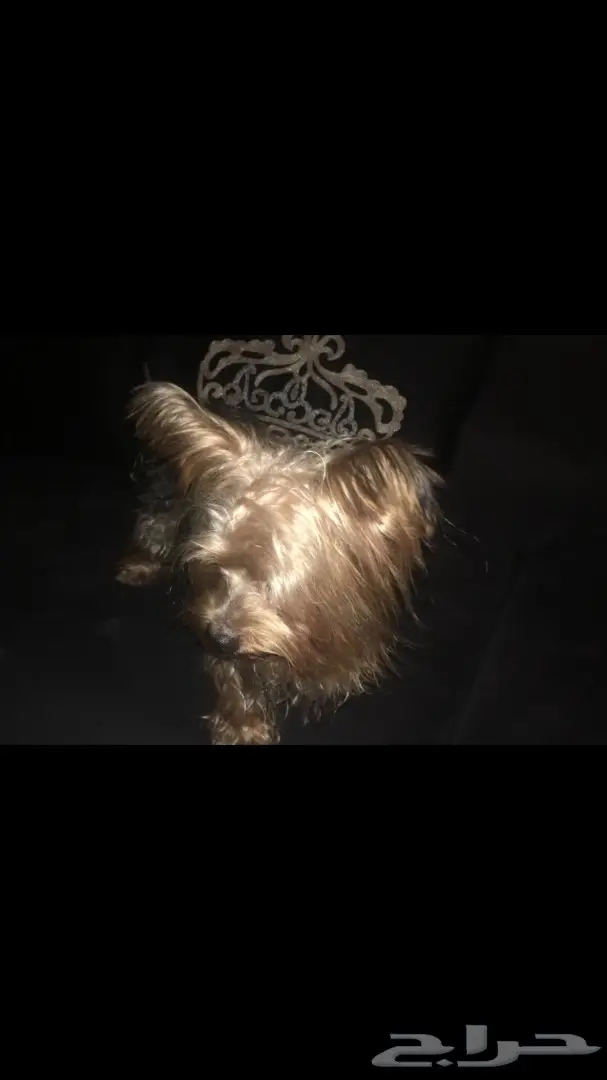 يورك شاير للبيع ذكر (image 2)