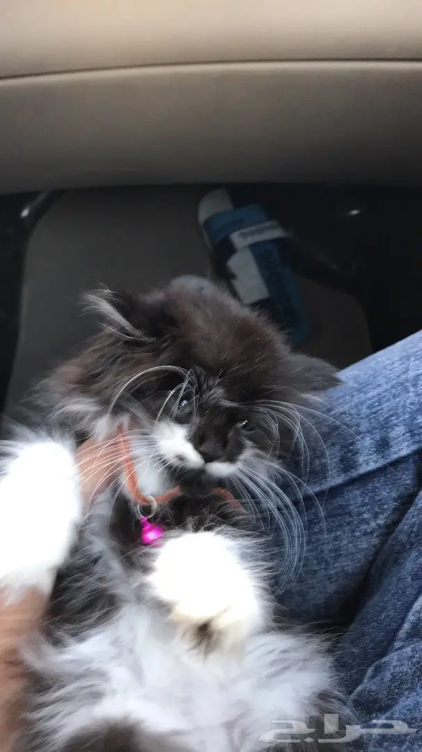 قط شيرازي ذكر رائع من جدة! (image 3)