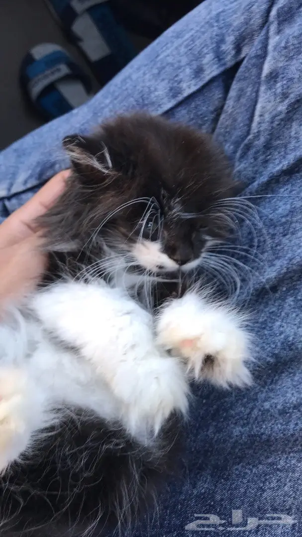 قط شيرازي ذكر رائع من جدة! (image 4)