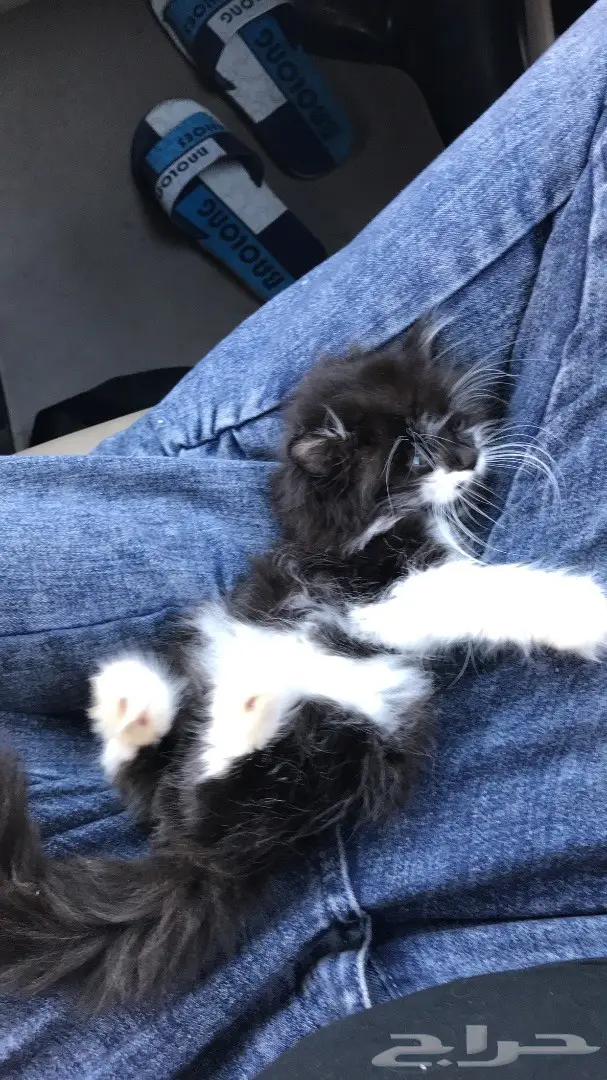 قط شيرازي ذكر رائع من جدة! (image 5)