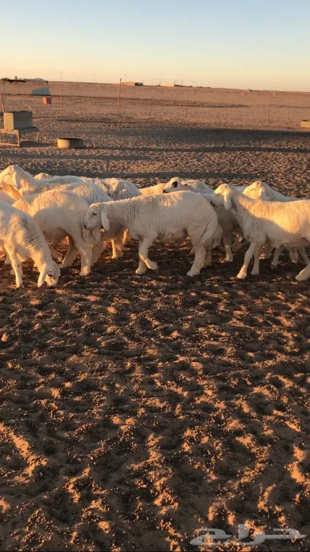 بهم خرفان طيب 